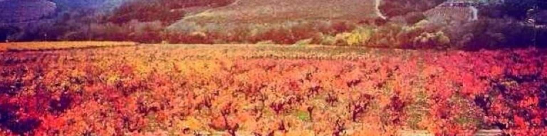 My favorite part of living in Northern California was being able to stumble across some of the most beautiful sights. On my way to a brewery in Santa Rosa I decided to take a different route home and ended up at sunset at a beautiful vineyard.