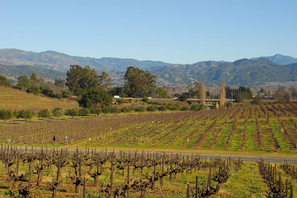 Viñedo con hileras de vides, un camino en primer plano y montañas al fondo.
