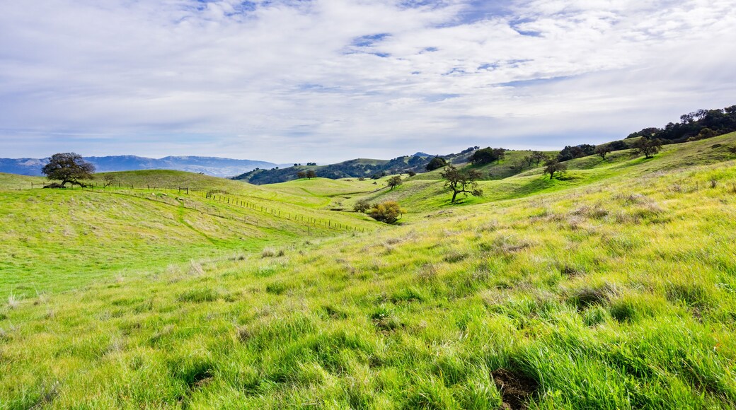 Morgan's of California