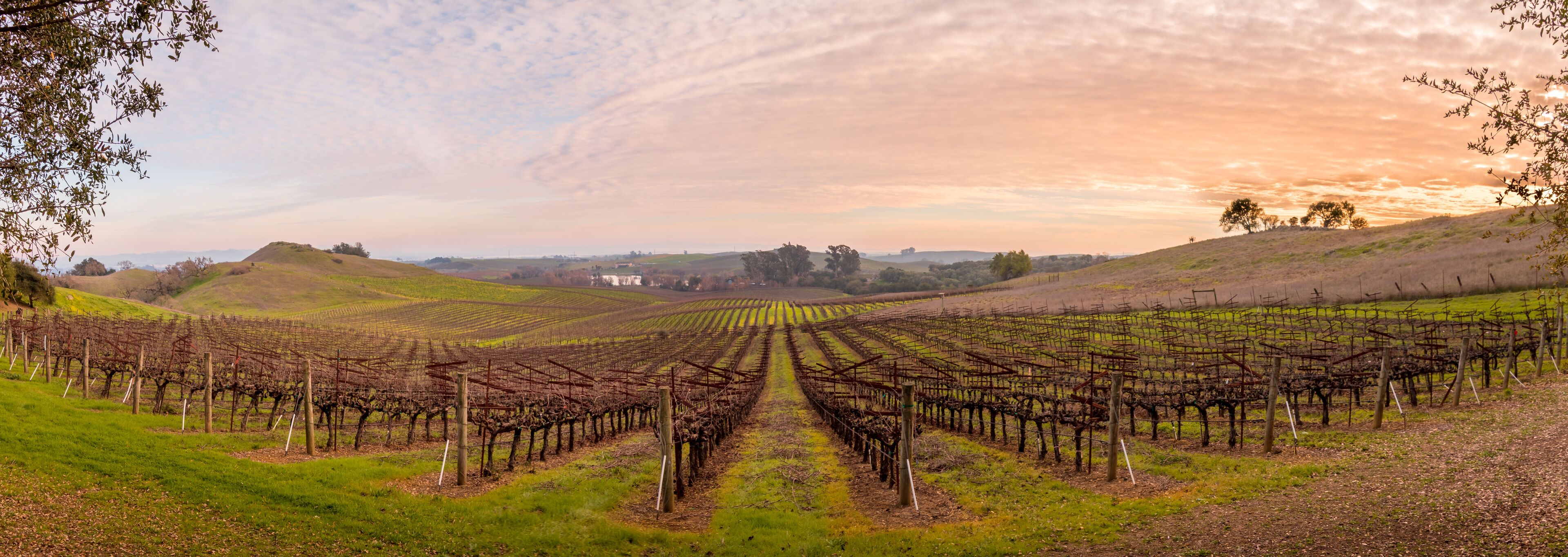 A panoramic of a winter vineyard at sunset. A blue to magenta sky is behind the scene with row after row of bare vines comes forward. Trees are in the background and on the side.