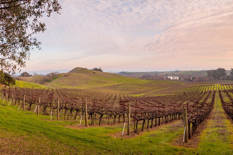 Un vignoble avec des rangées de vignes sous un ciel nuageux.