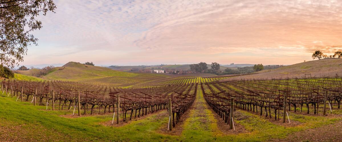 A vineyard with rows of grapevines under a cloudy sky.