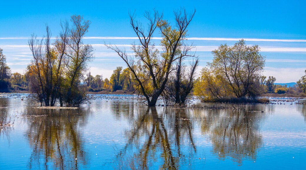 2022 11 16 Gray Lodge Wildlife Area - Landscape 004