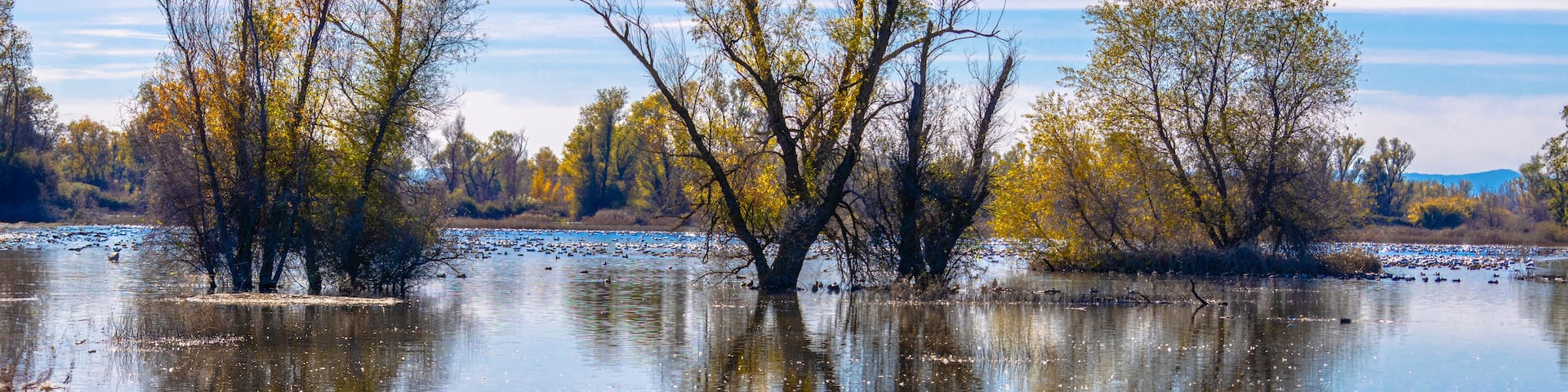2022 11 16 Gray Lodge Wildlife Area - Landscape 004