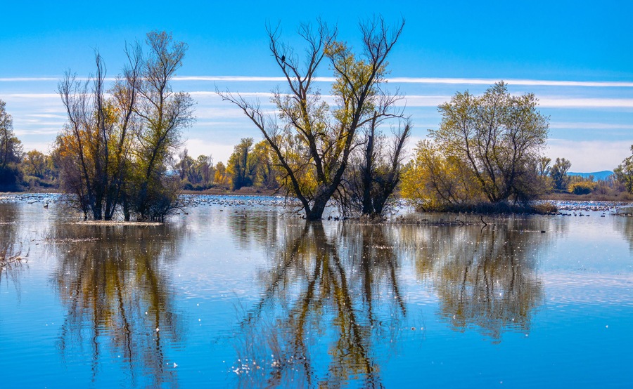 2022 11 16 Gray Lodge Wildlife Area - Landscape 004