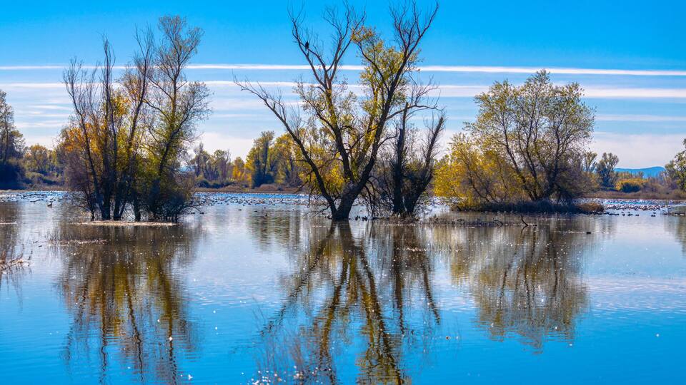 2022 11 16 Gray Lodge Wildlife Area - Landscape 004