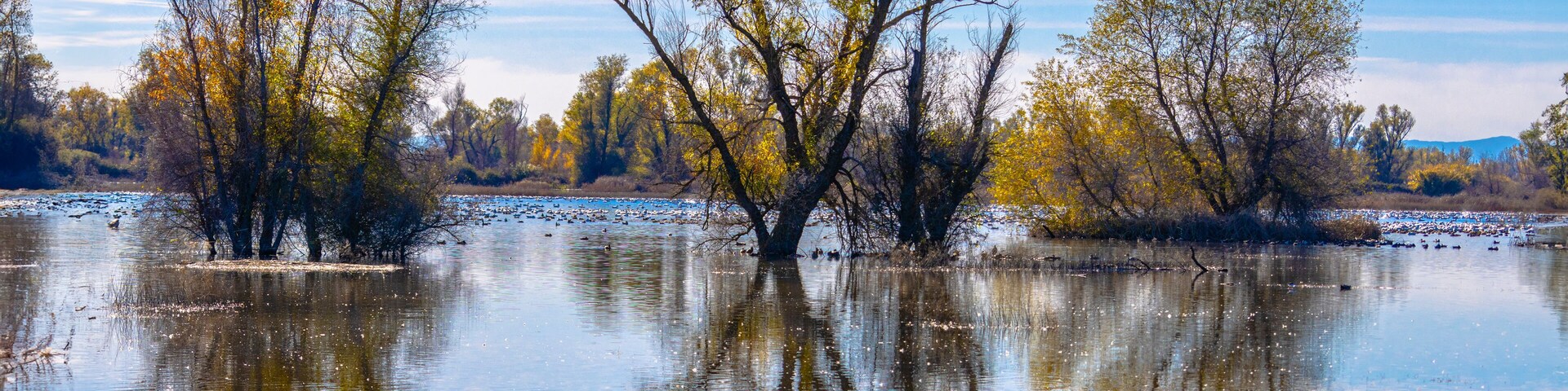 2022 11 16 Gray Lodge Wildlife Area - Landscape 004