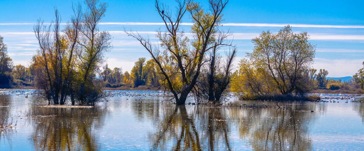 A calm river with reflections of trees and a clear sky.