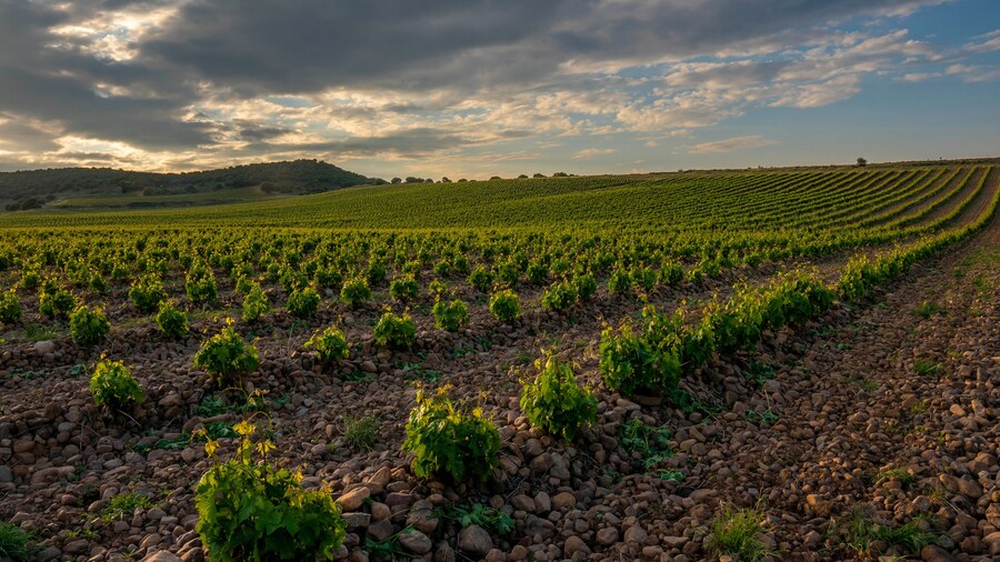 sunset in the vineyards vines in spring