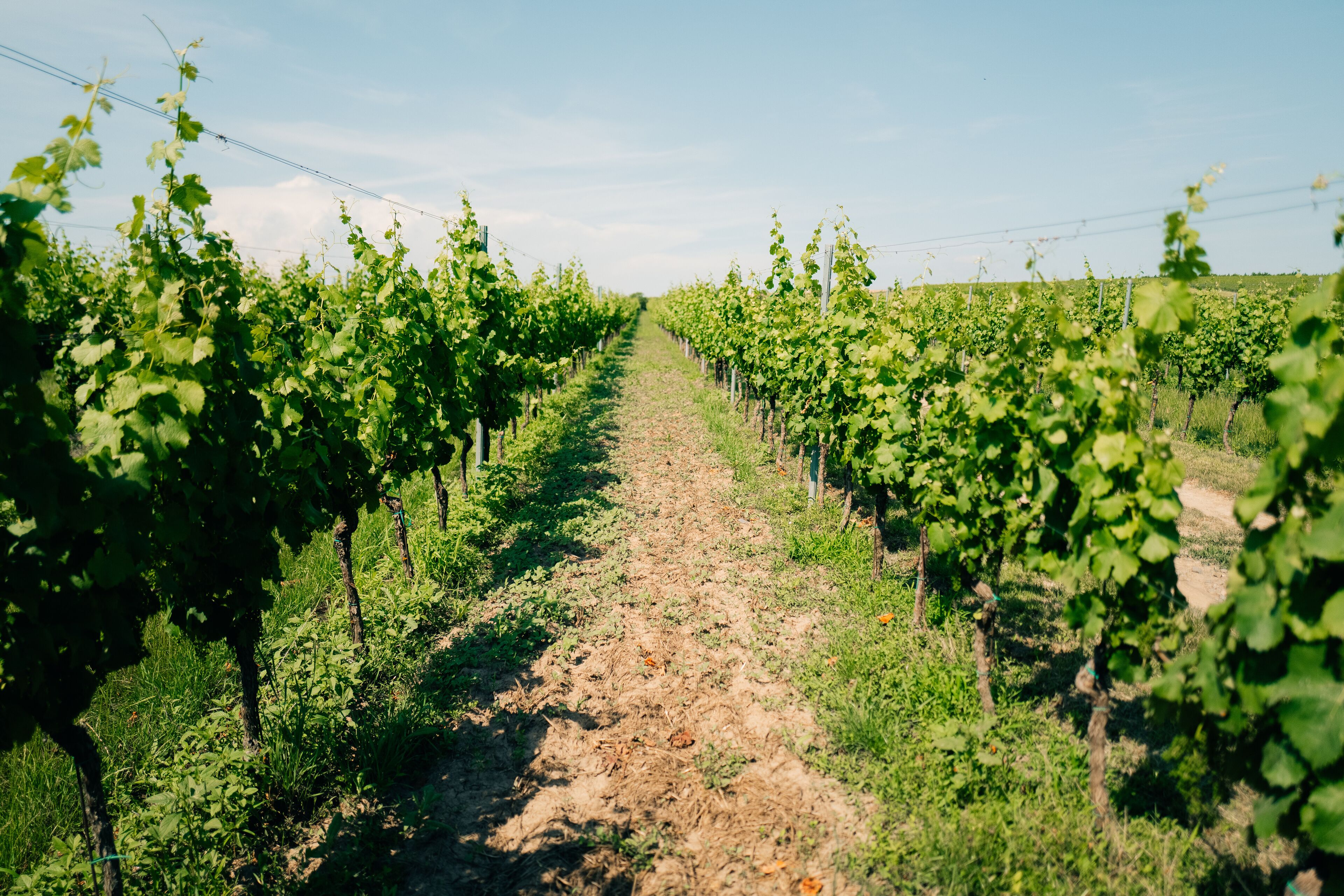 Green grape vines on the sides of the road, winery