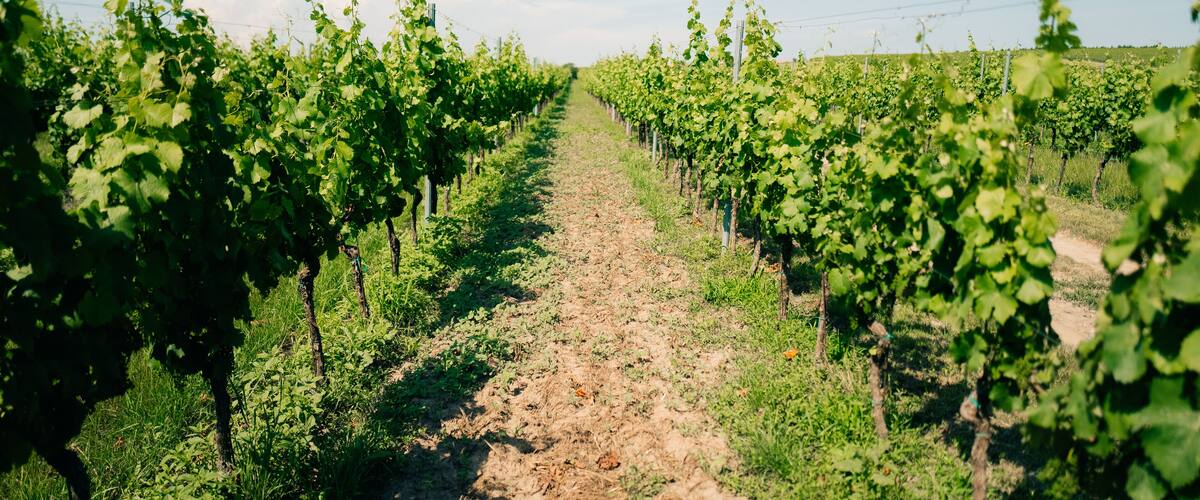 Green grape vines on the sides of the road, winery