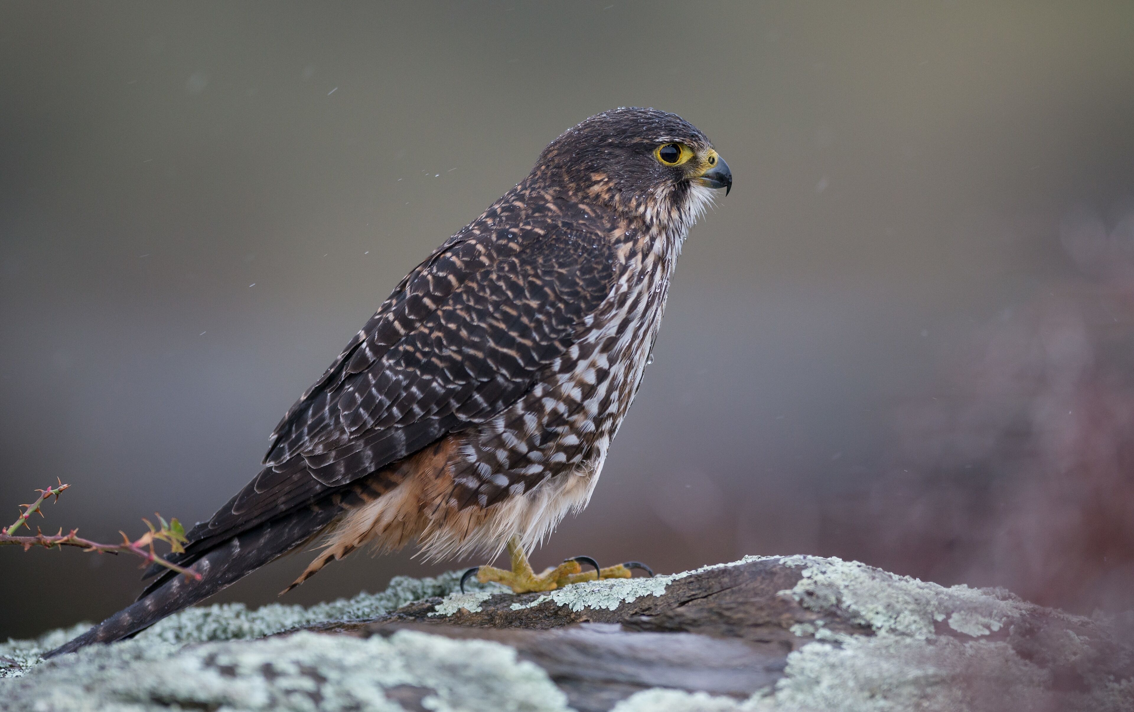 Wild native falcon Karearea on a blurred background in New Zealand
