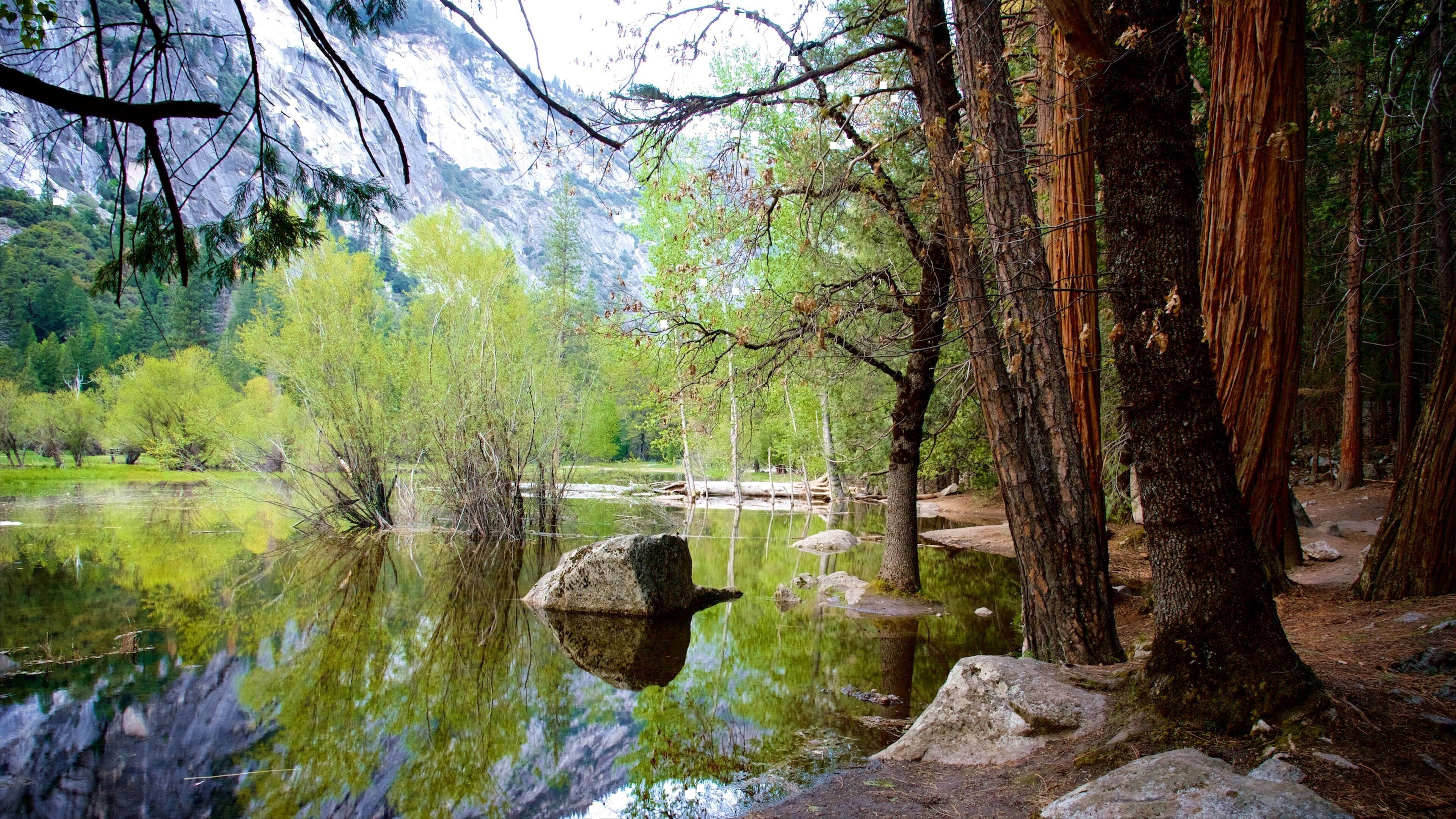 Yosemite National Park showing forests and a lake or waterhole
