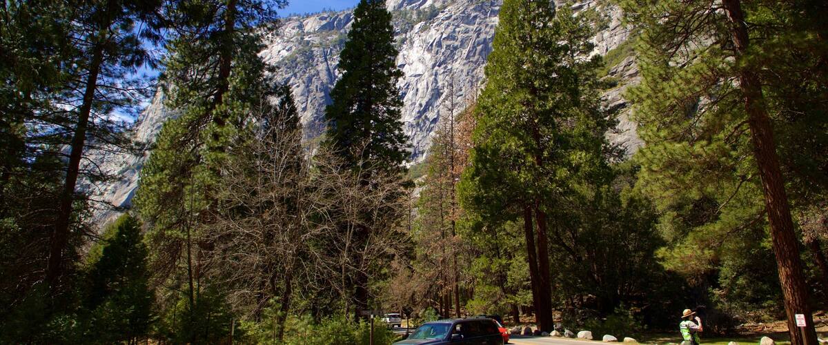 Yosemite Lodge Amphitheater ofreciendo escenas forestales y montañas
