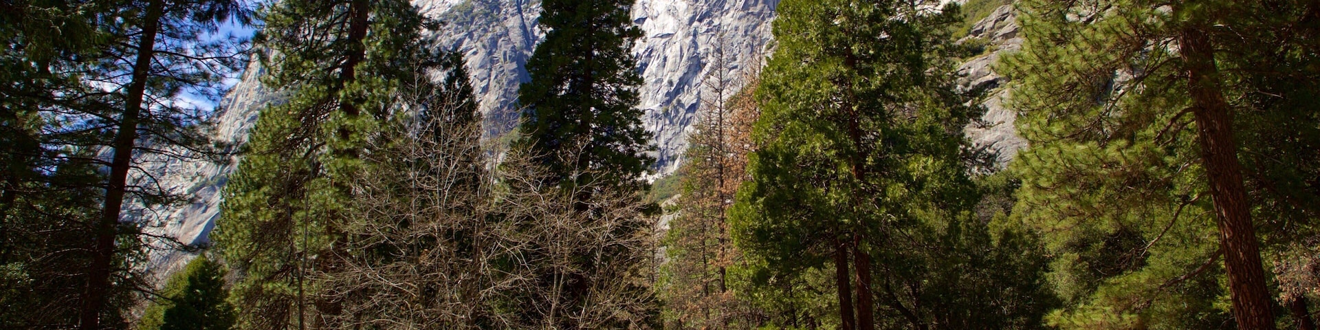 Yosemite Lodge Amphitheater mit einem Wälder und Berge