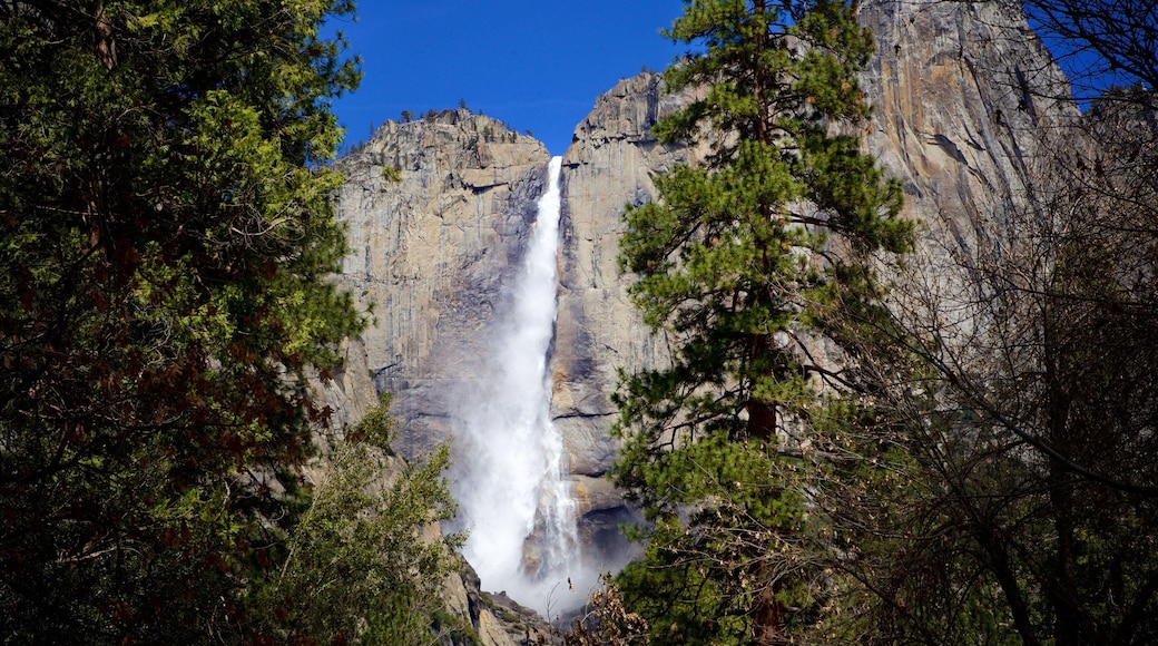 Yosemite Lodge Amphitheater featuring forest scenes and a waterfall
