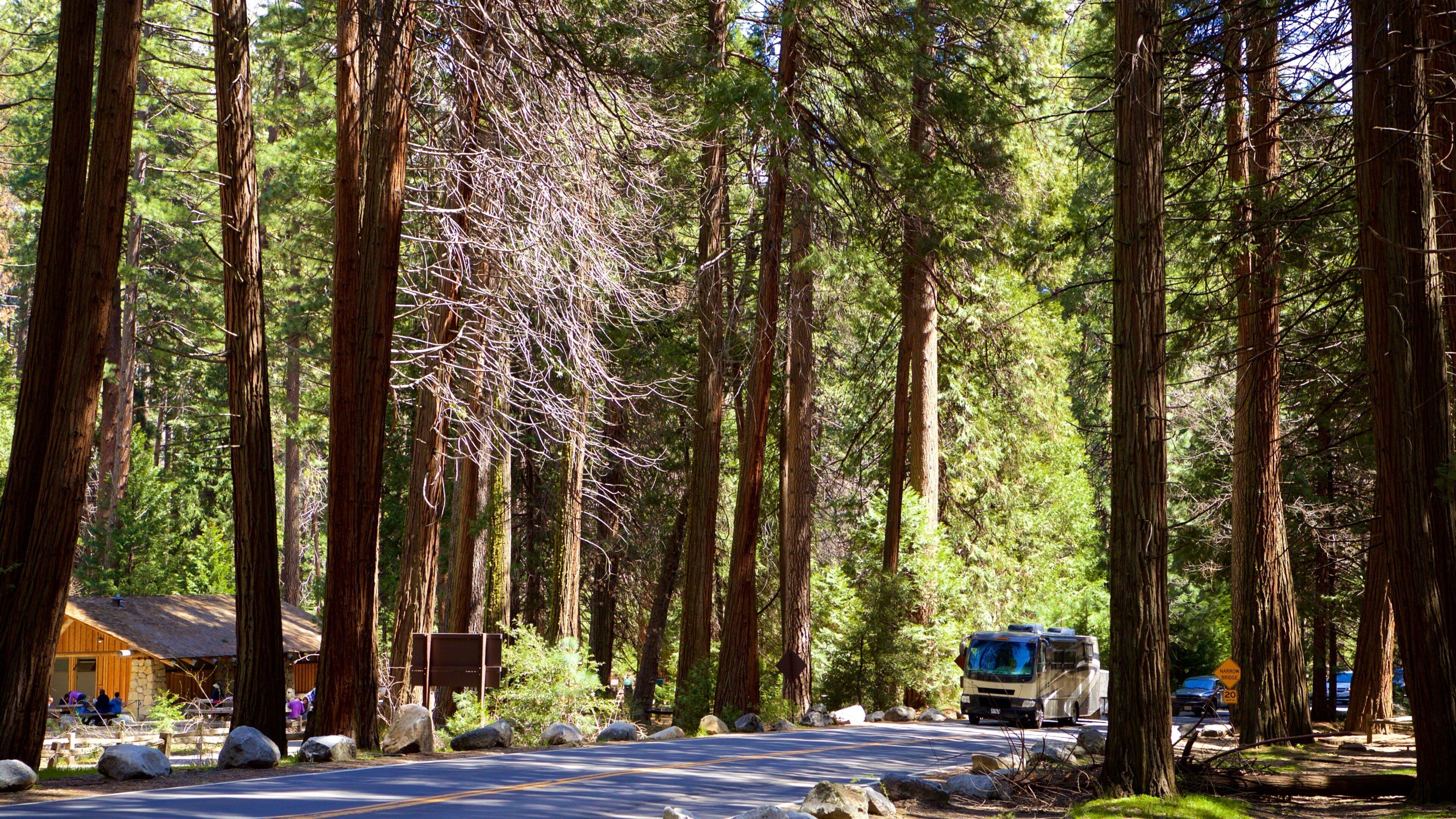 Yosemite Lodge Amphitheater featuring forests