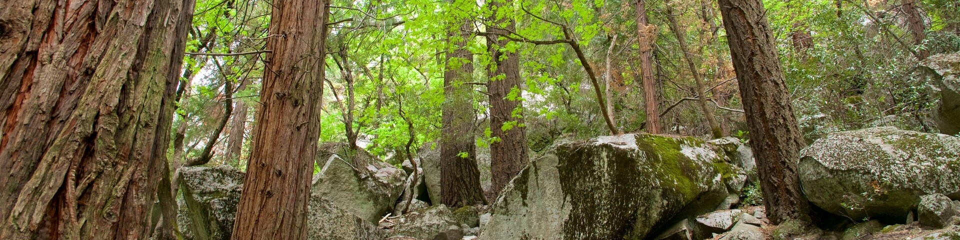 Yosemite National Park showing forests