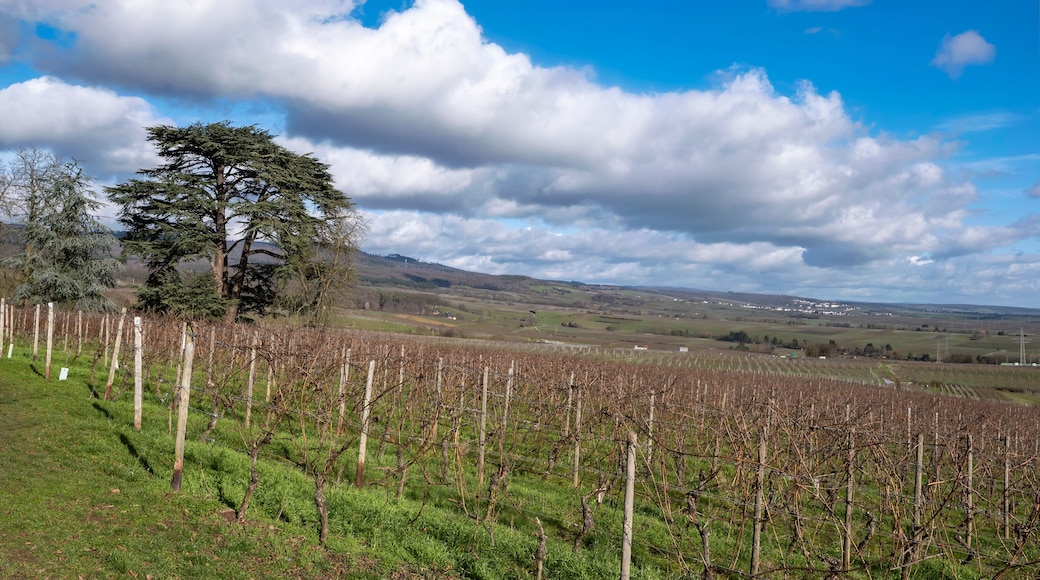 View of a mighty cedar amidst vines in Johannisberg/Germany in spring