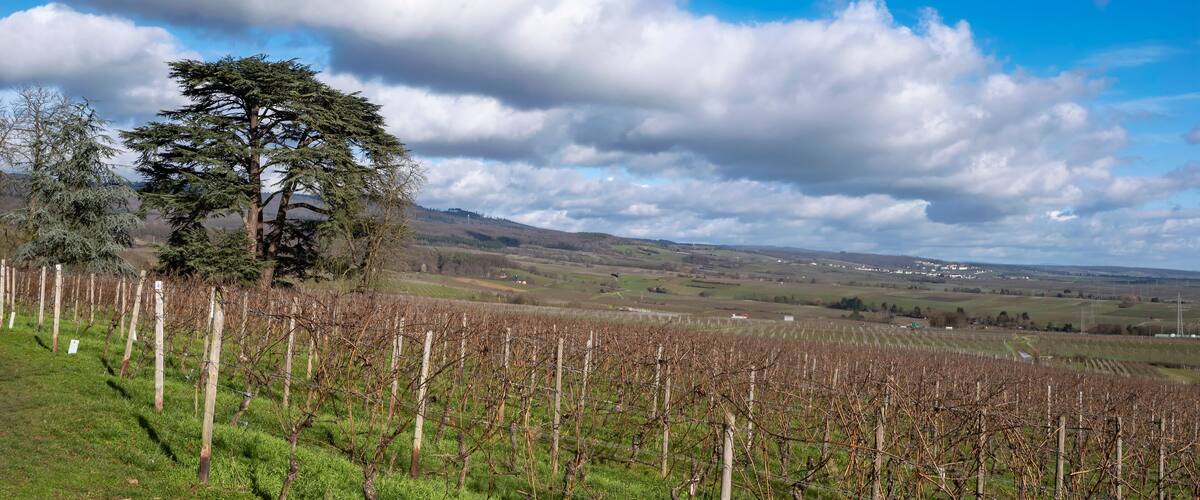 View of a mighty cedar amidst vines in Johannisberg/Germany in spring