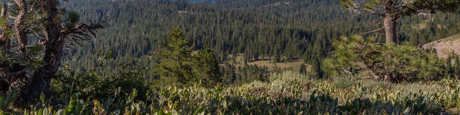 Early Morning View of Lake Alpine, Arnold, California