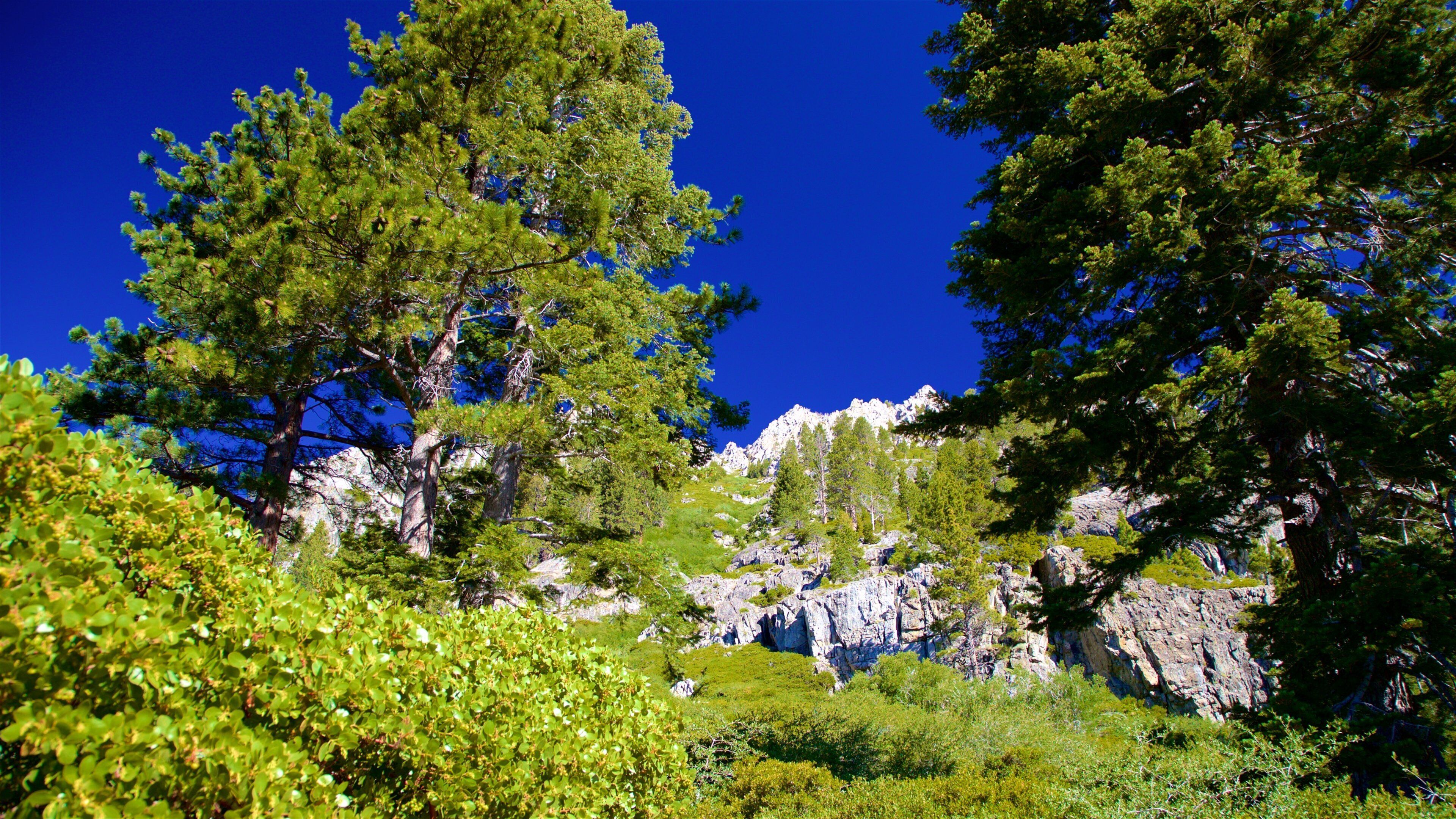 Eagle Falls Trail which includes tranquil scenes