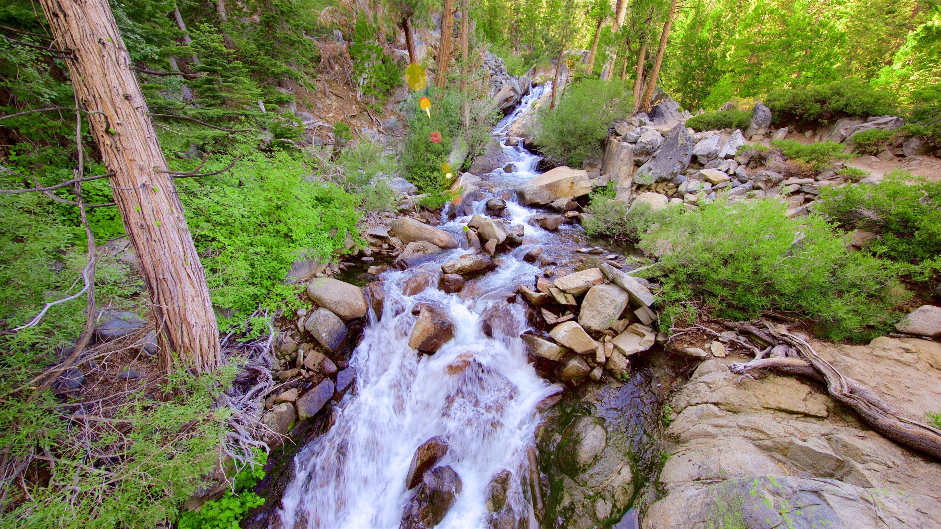 South Lake Tahoe featuring forests and rapids