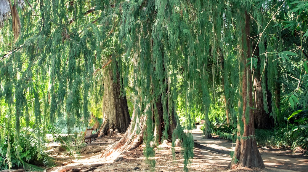 lush green drooping trees at the LA Arboretum in Arcadia, California