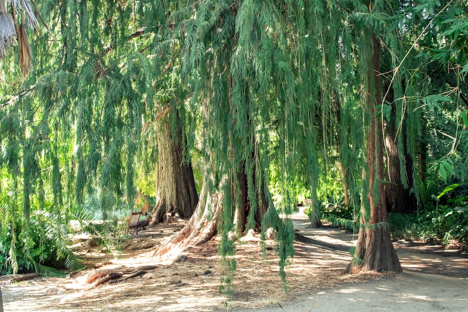 A forested area with a dirt path, tall trees, and hanging moss.