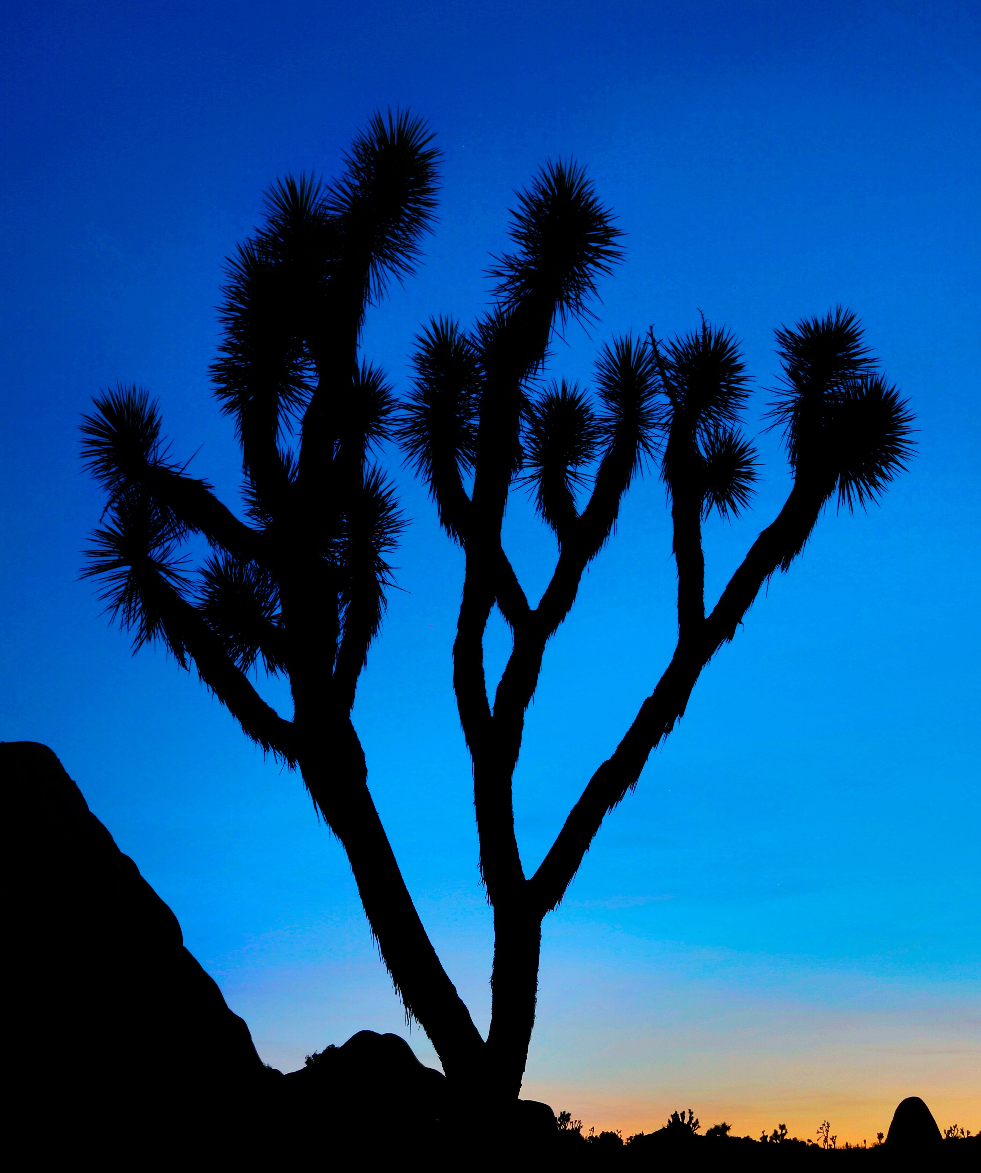 USA, California, Joshua Tree National Park. Joshua tree cactus silhouette at sunset. Credit as: Jean Carter / Jaynes Gallery / DanitaDelimont.com