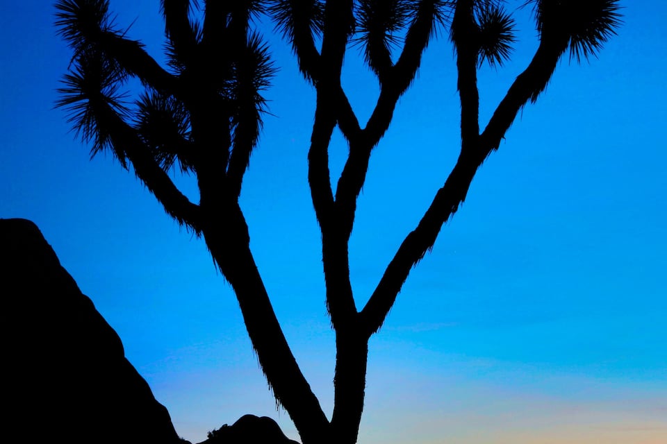 A silhouette of a Joshua tree against a twilight sky.