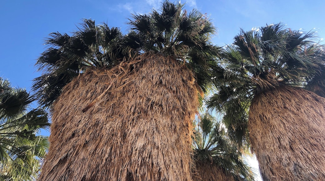 End of the trail #joshuatree #oasishike #lifeatexpedia