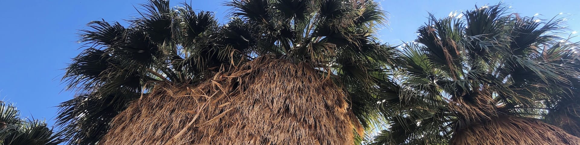 End of the trail #joshuatree #oasishike #lifeatexpedia