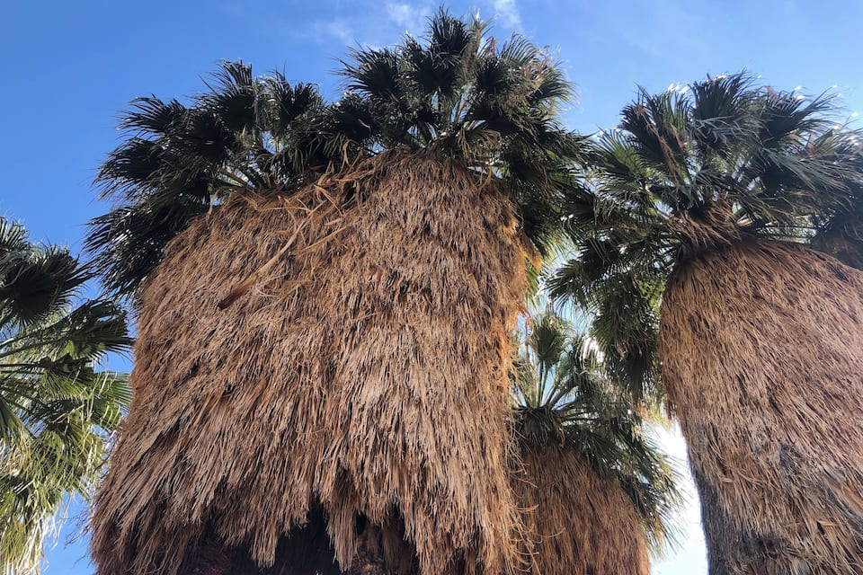 Tall palm trees with dried fronds against a clear blue sky.