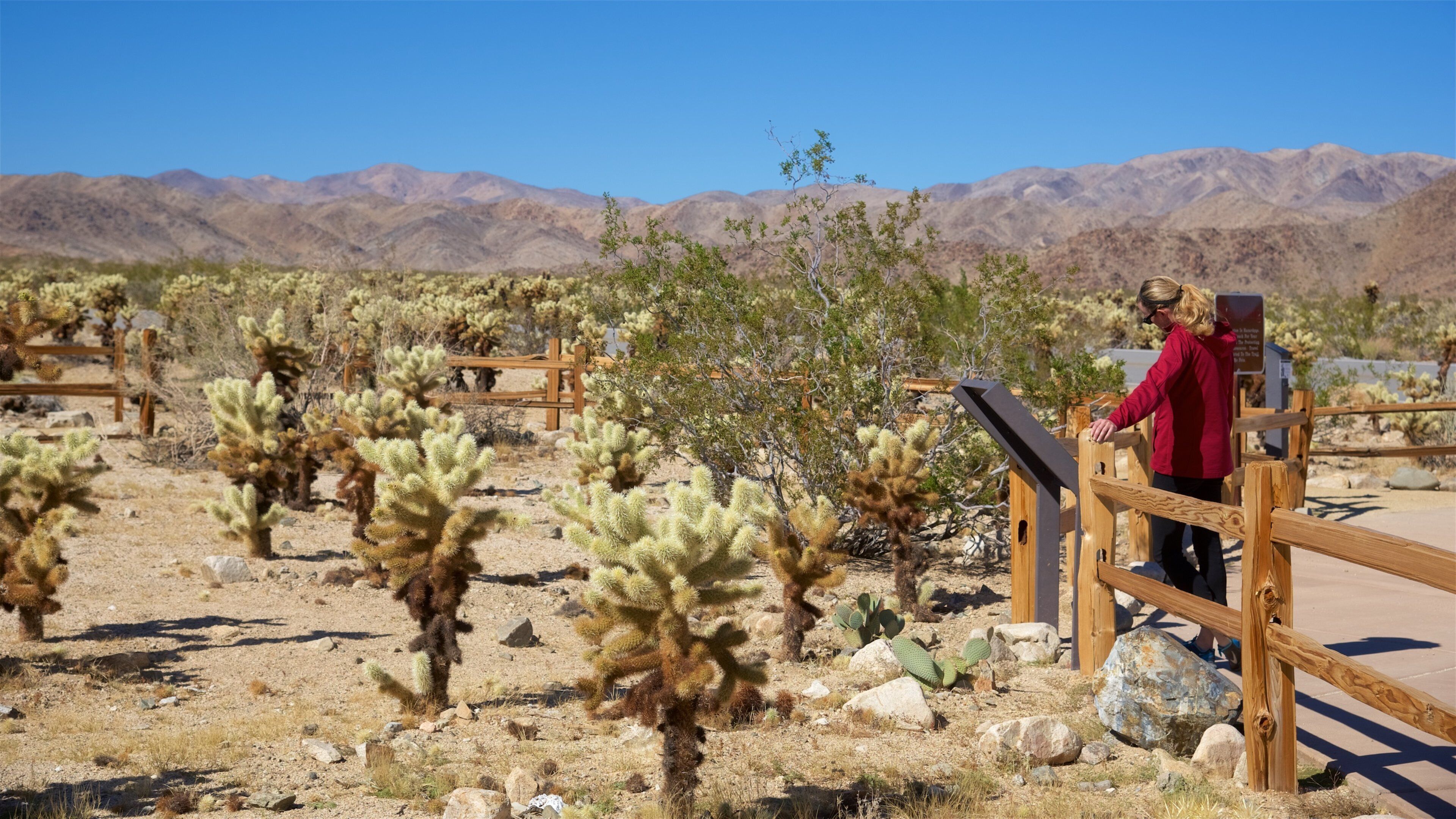 Riverside County toont woestijnen en vredige uitzichten en ook een stel