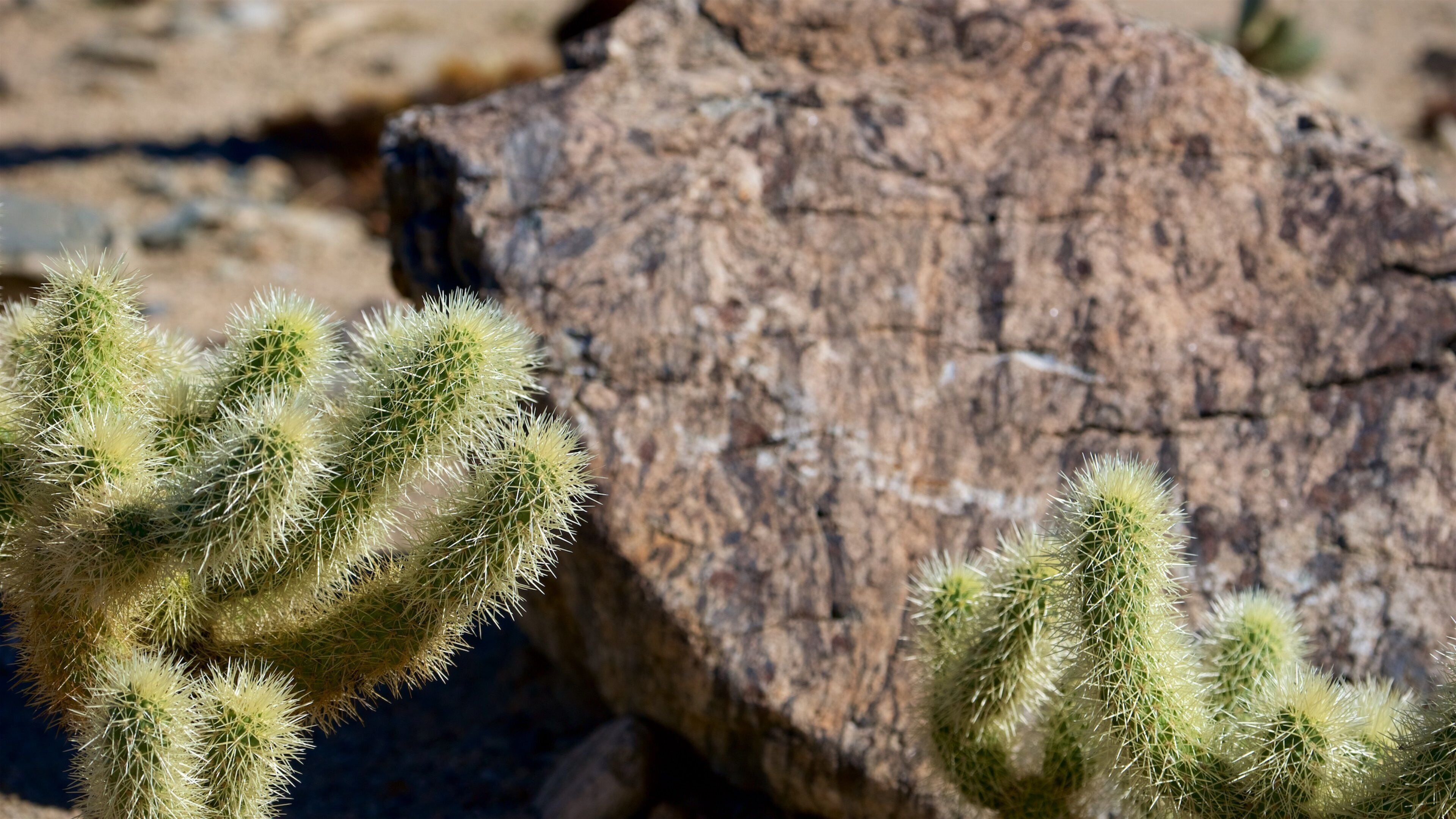 Joshua Tree National Park
