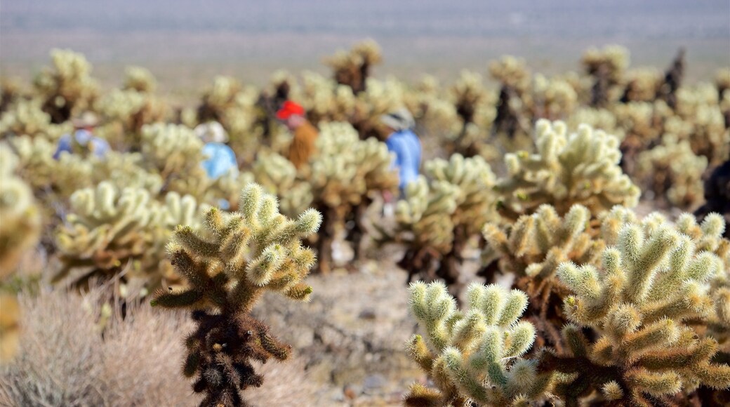 Joshua Tree National Park inclusief woestijnen