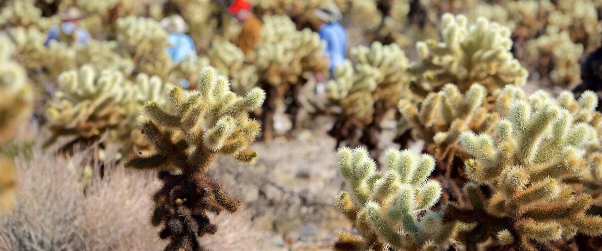 Joshua Tree National Park