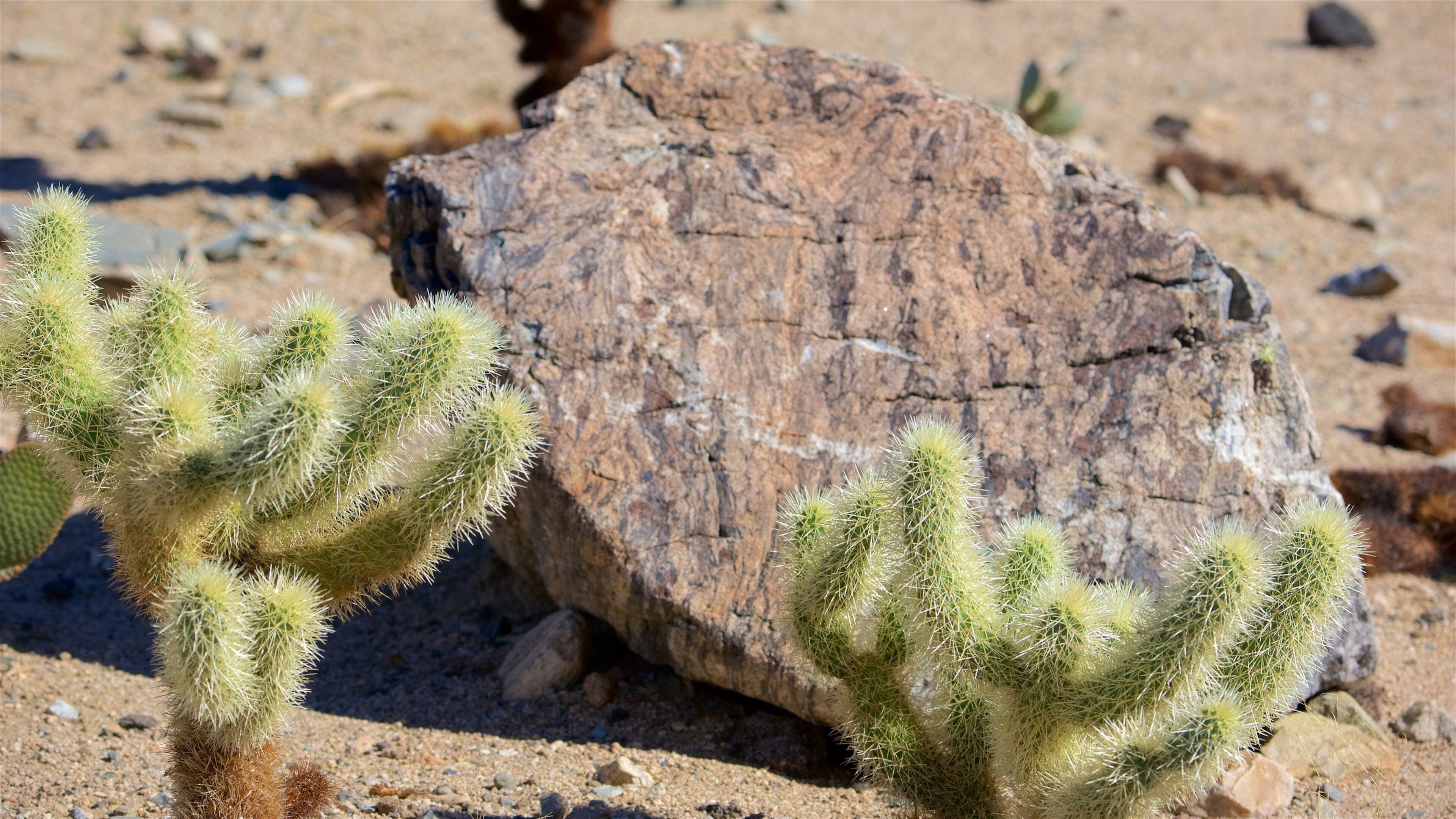 Cholla Cactus Garden showing desert views