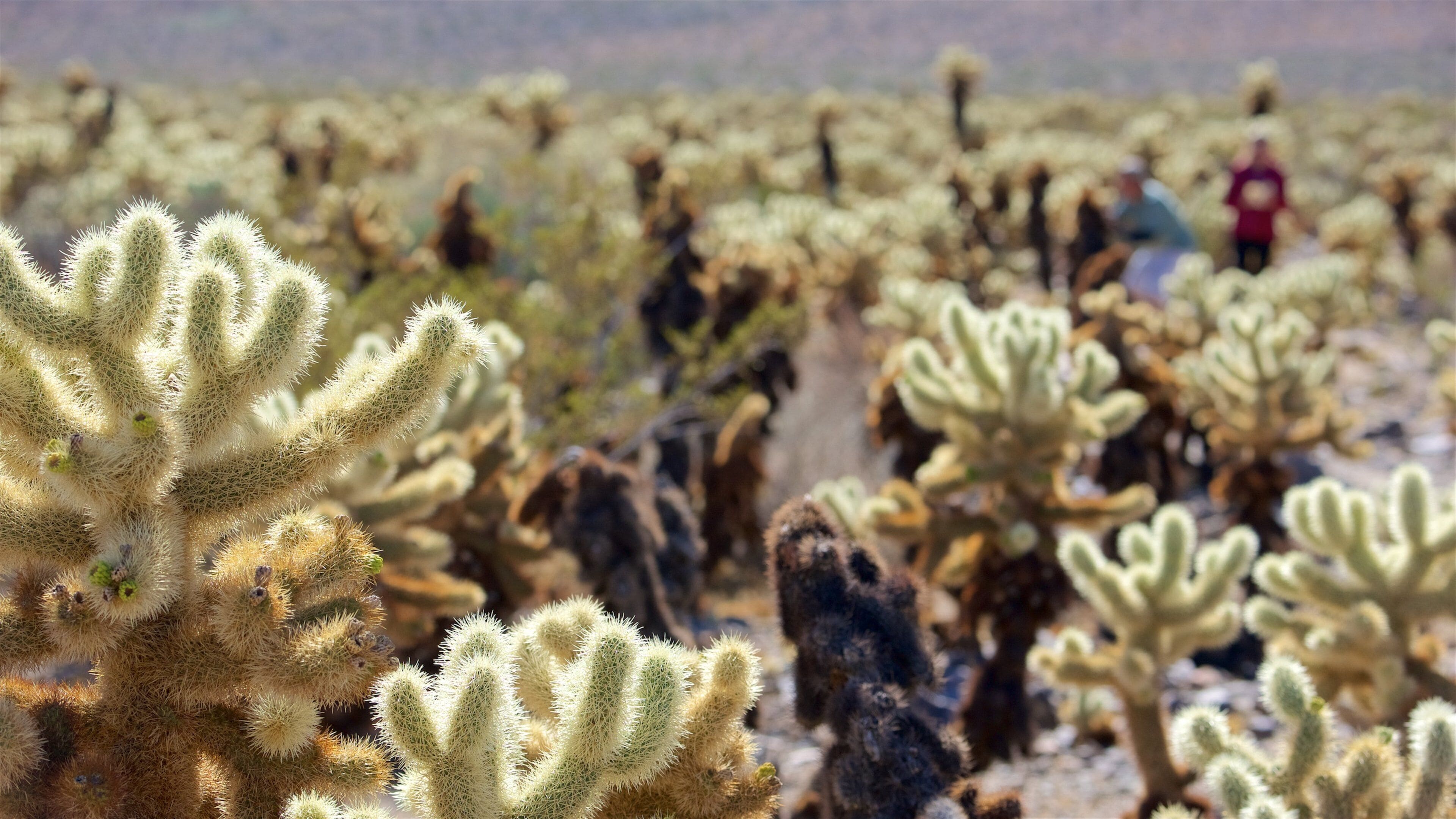 Cholla Cactus Garden johon kuuluu autiomaanäkymät