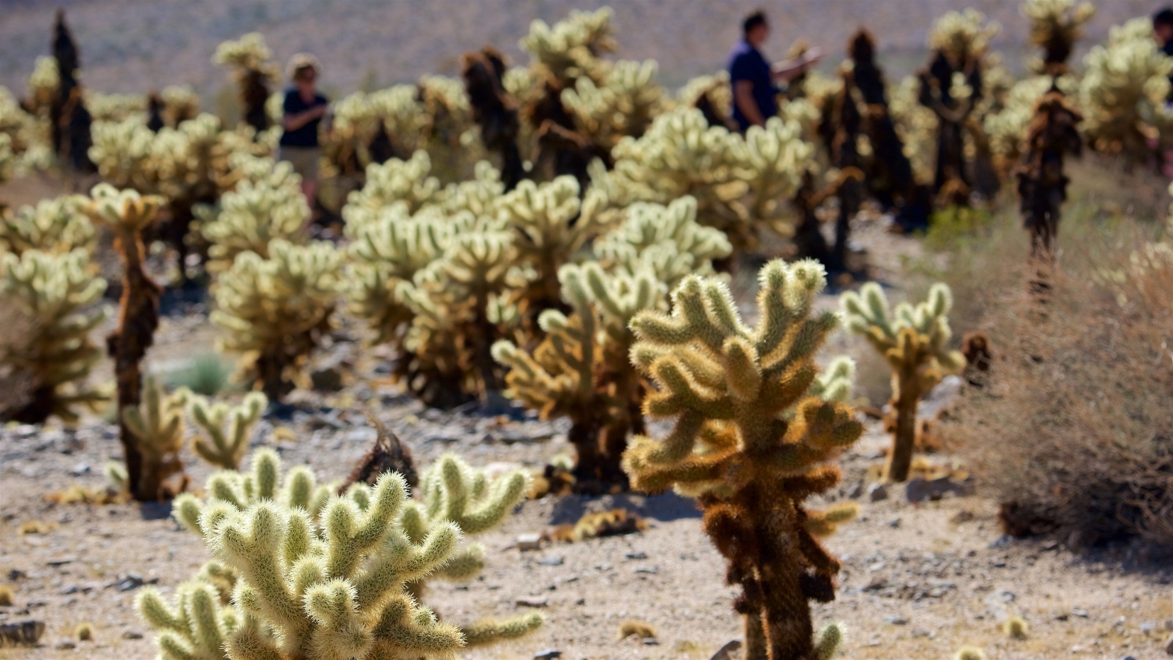 Joshua Tree National Park toont wilde bloemen en woestijnen