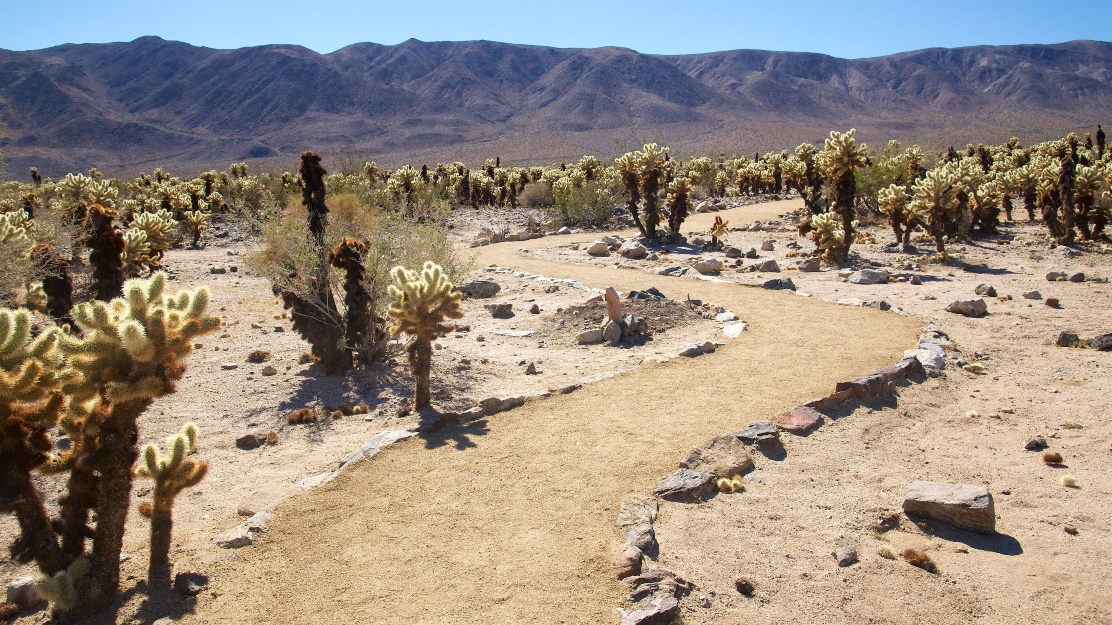 Cholla Cactus Garden Tours - Book Now | Expedia