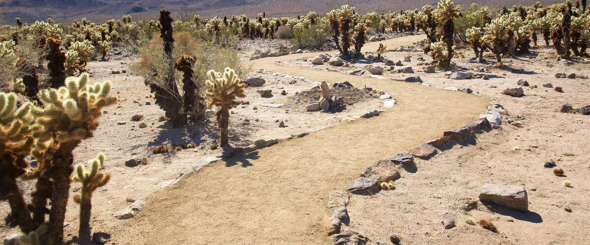 Cholla Cactus Garden ์ด ํฌํจ ์ฌ๋ง ๊ณผ ํ๊ฒฝ