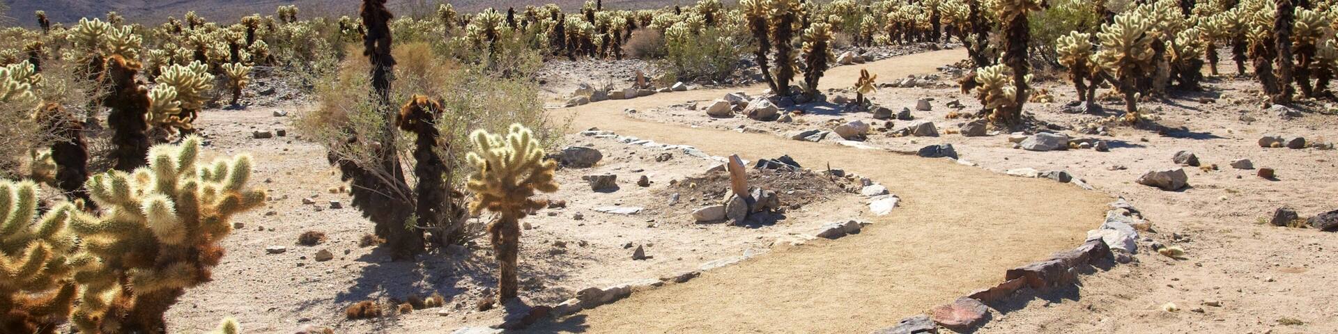 Paisaje desértico con un sendero de tierra sinuoso, cactus y montañas al fondo.