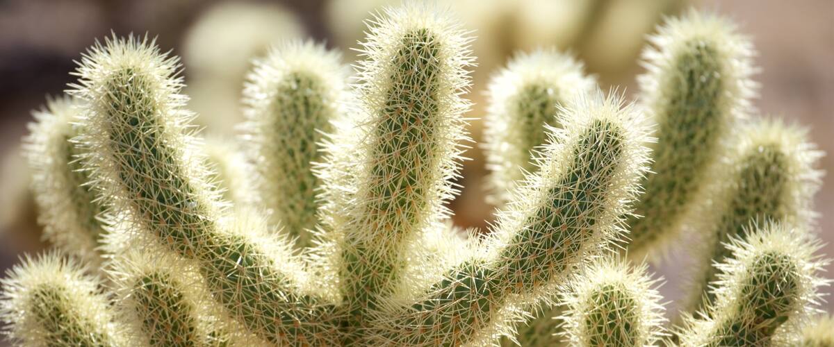 Cholla Cactus Garden which includes wildflowers
