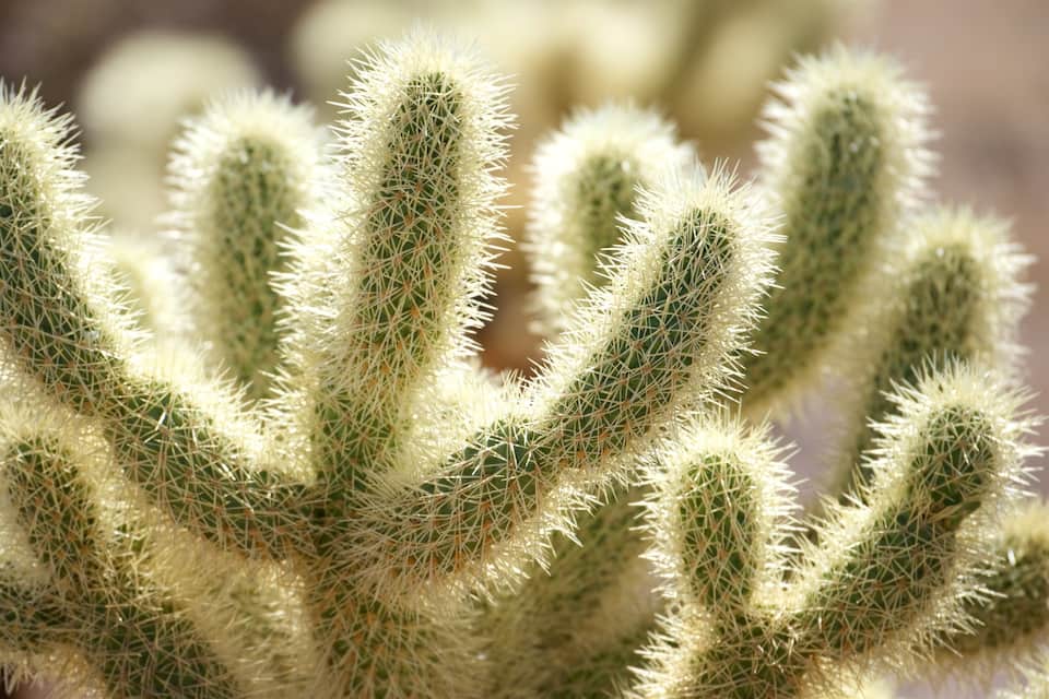 A close-up of a cactus with multiple arms covered in white spines.