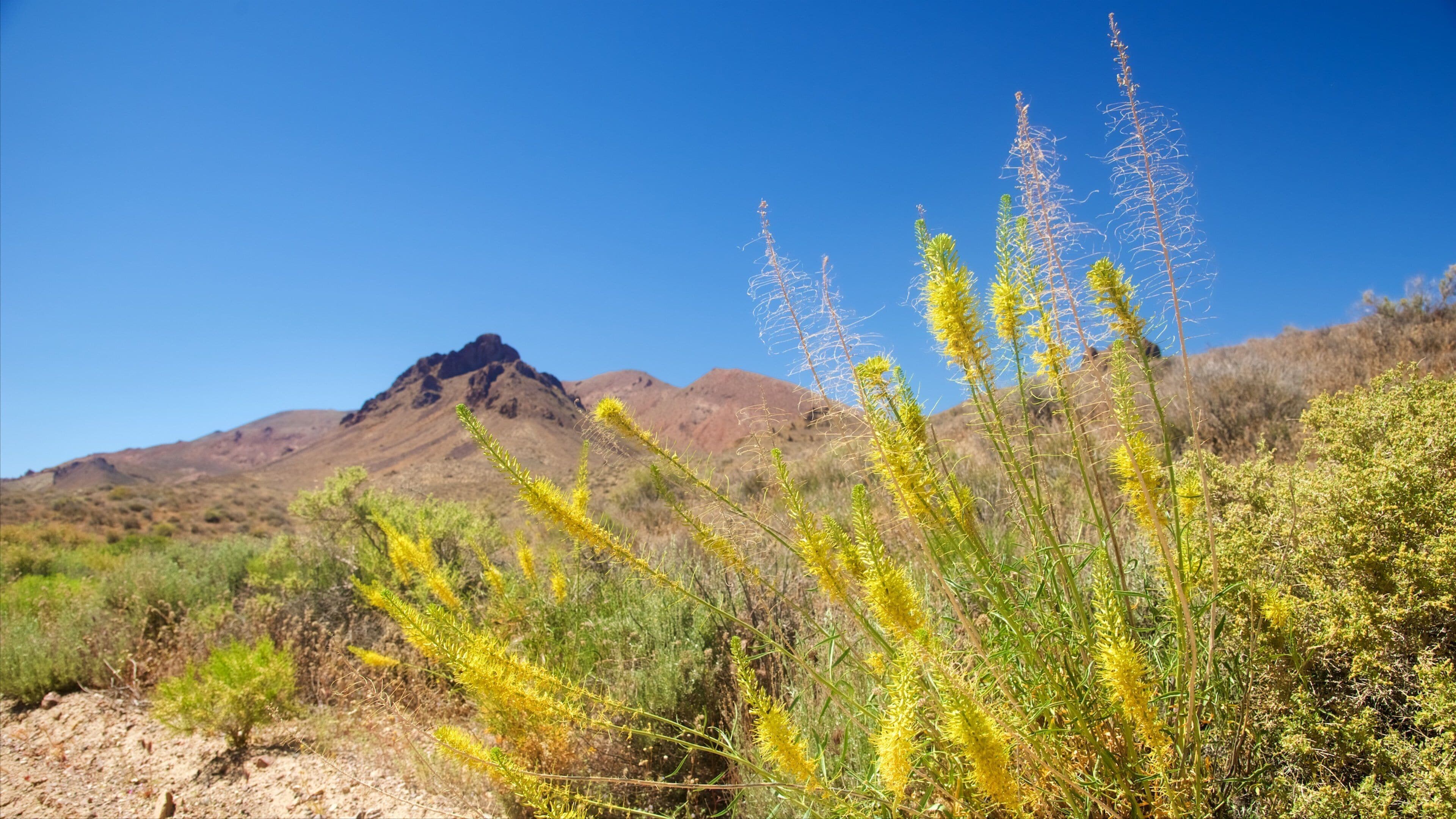 Death Valley som visar blommor, stillsam natur och öknar