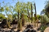 A desert landscape with tall cacti and sparse trees.
