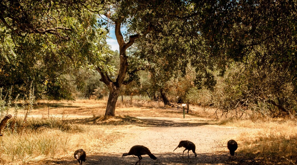 Turkey Crossing in Sacramento California