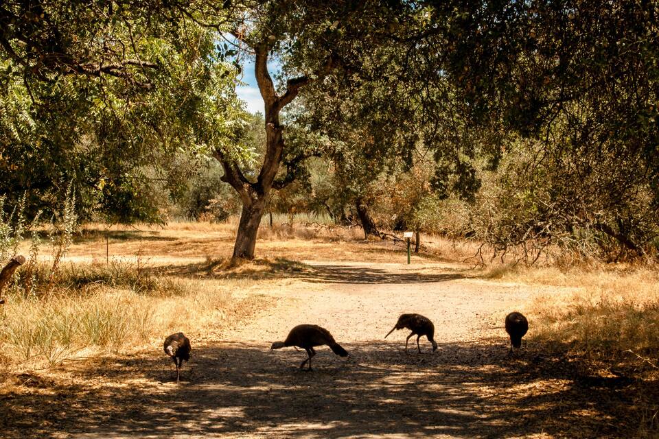 A dirt path surrounded by trees and dry grass.
